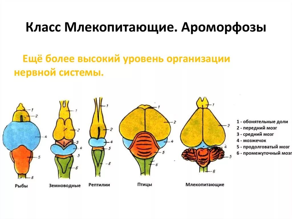 Эволюция головного мозга рыб