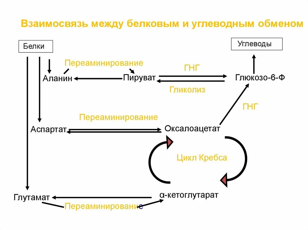 Белковый жировой и углеводный обмен. Взаимосвязь обмена углеводов и белков. Взаимосвязь углеводного и белкового обменов. Обмен индивидуальных аминокислот. Взаимосвязь обмена углеводов и аминокислот.