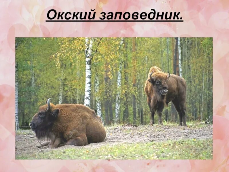 Окский биосферный заповедник. Окский заповедник тундра. Окский заповедник тундра. Окский биосферный заповедник на карте. Окский биосферный заповедник.