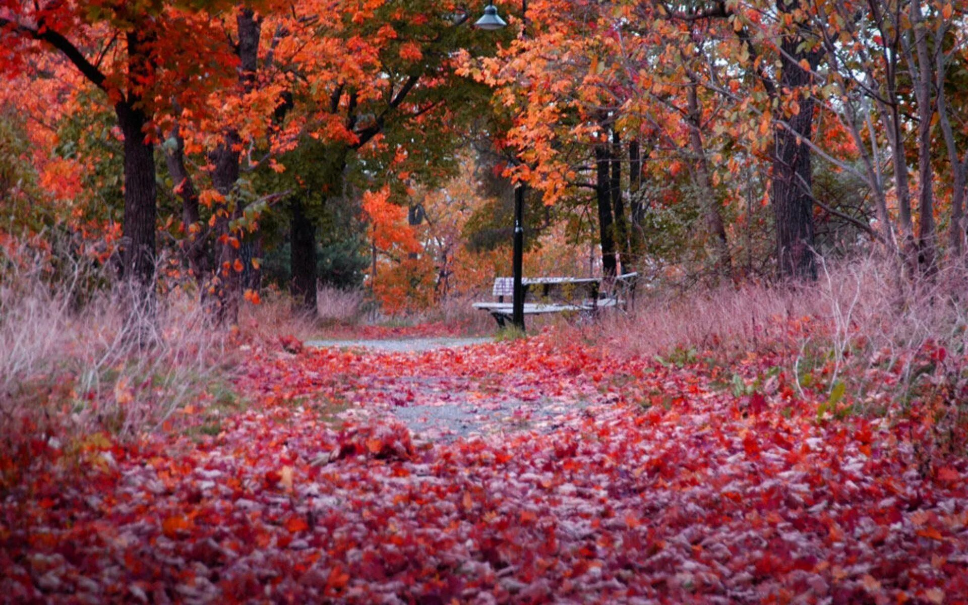 Легкий шелест листьев. Поздняя осень. Октябрь. Багряных листьев томный легкий Шелест. Разноцветная осень.