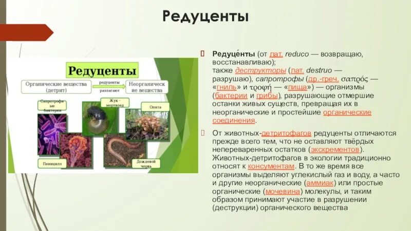 Редуценты это в биологии. Грибы и бактерии редуценты. Бактерии редуценты примеры. Сапротрофы редуценты.