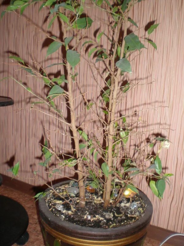 Почему бенджамин сбрасывает листья зимой. Почему бенджамин сбрасывает листья зимой. Почему бенджамин сбрасывает листья зимой. Фикус бенджамина березка. Почему бенджамин сбрасывает листья зимой.