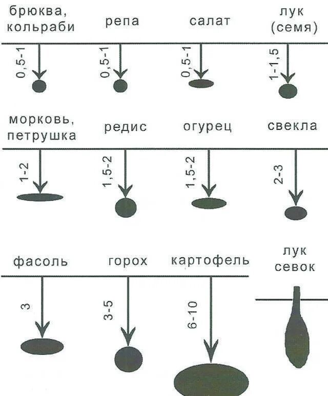 Срок редиски. Схема посева редиса в открытом грунте. Посев свеклы в открытый грунт схемы. Схема посадки огурцов в открытый грунт. Огурцы посев в открытый грунт семенами схема.