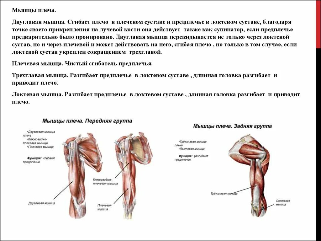 Мышцы приводящие в движение. Мышцы разгибающие локтевой сустав. Мышцы обеспечивающие движение в плечевом суставе. Короткая головка двуглавой мышцы плеча. Мышцы действующие на плечевой сустав анатомия.