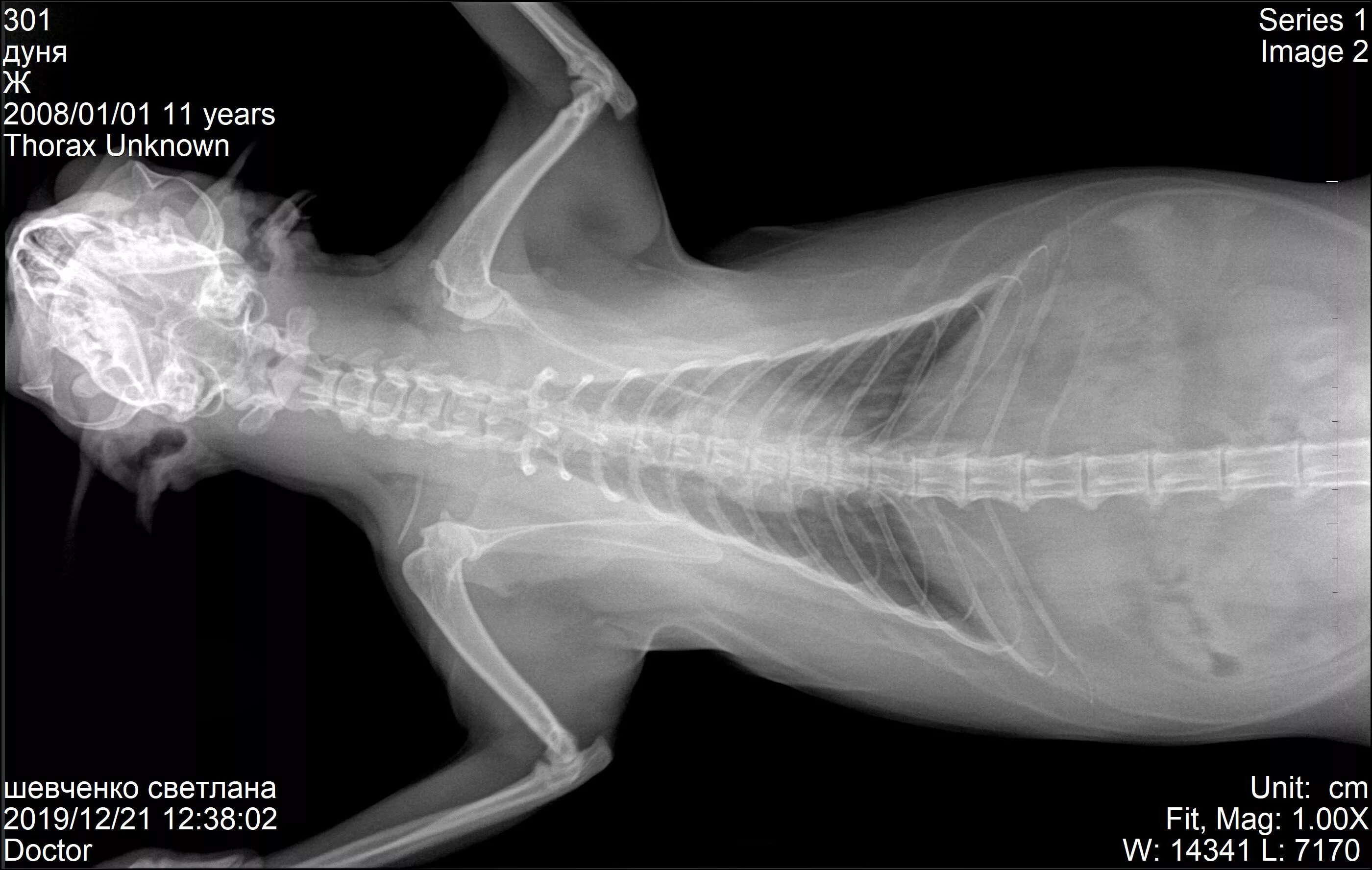 Пищевод кошки. Рентген грудной клетки кошки в норме. Рентген грудной клетки кошки. Рентген здоровой кошки.