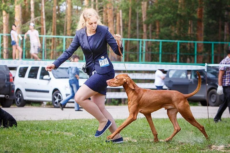 Собака Браун хендлер. Результаты выставки собак