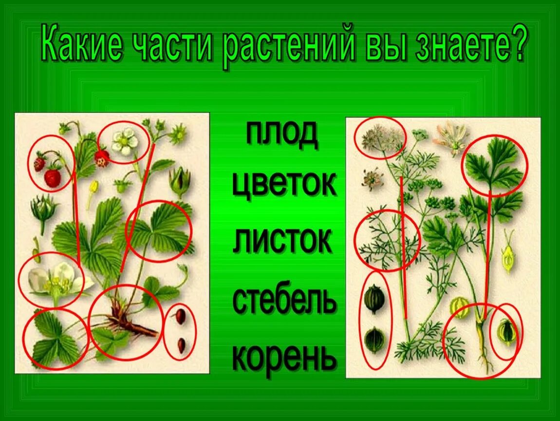 Части растения. Растения царство растений. Царство растений картинки. Паучок спустился со стебля на листок с листка.