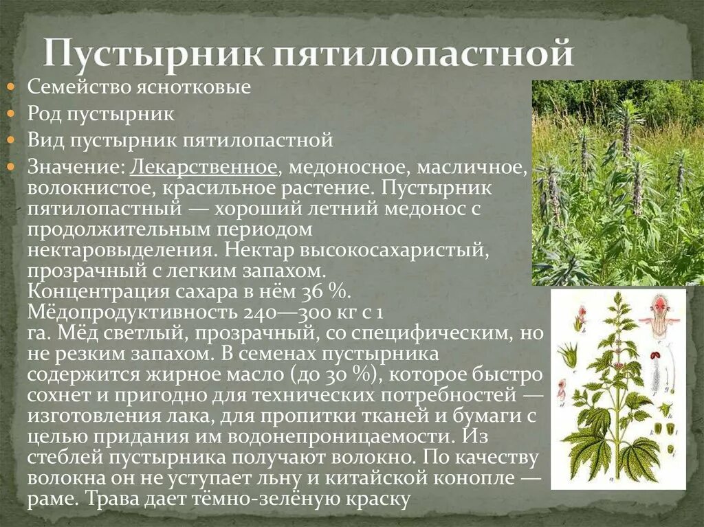 Пустырник пятилопастный латынь. Пустырник пятилопастный латынь