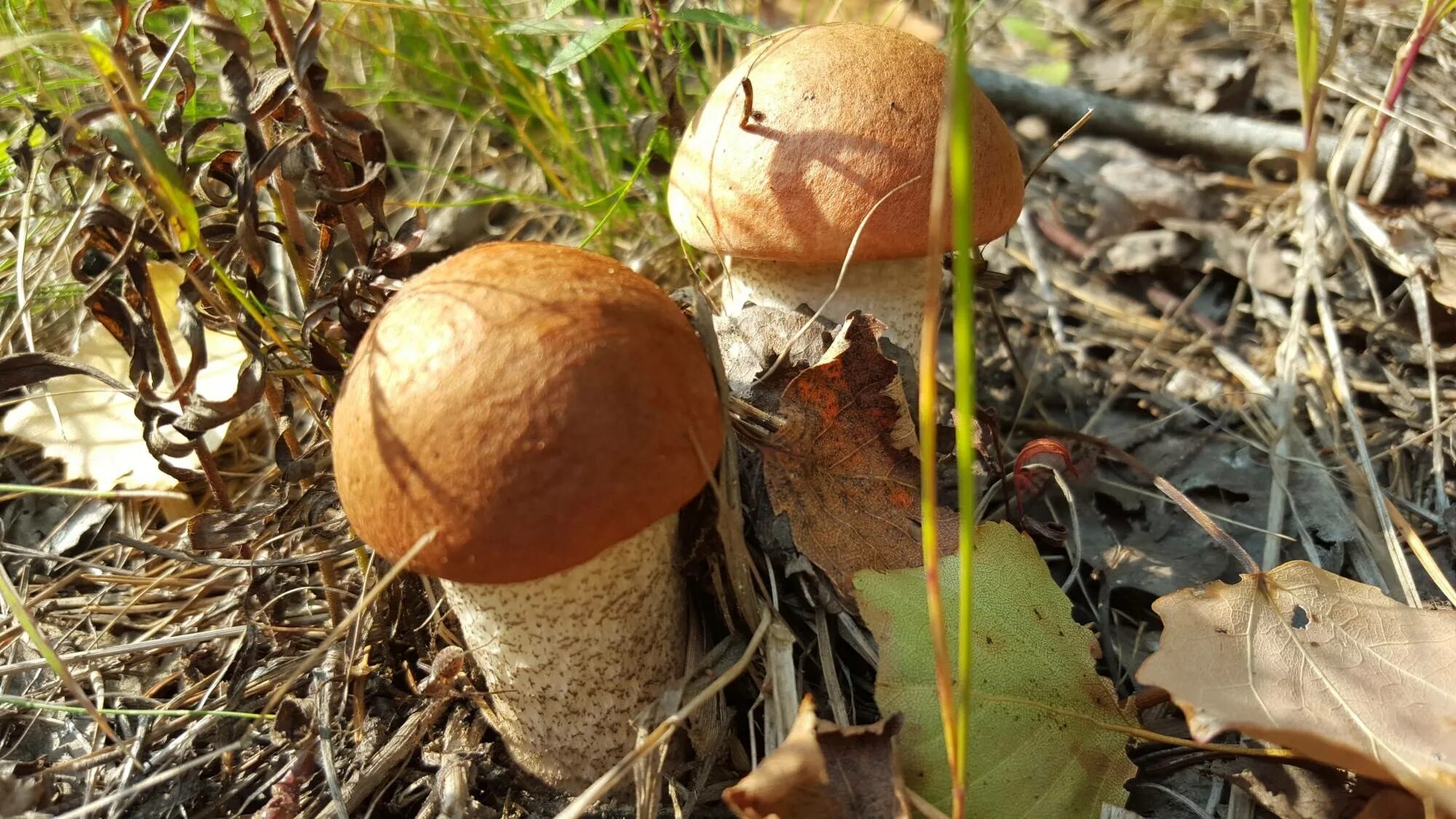 Дождя больше грибов. Грибы растут. Грибы в лесу после дождя. Грибы растущие после дождя. Белый гриб после дождя.
