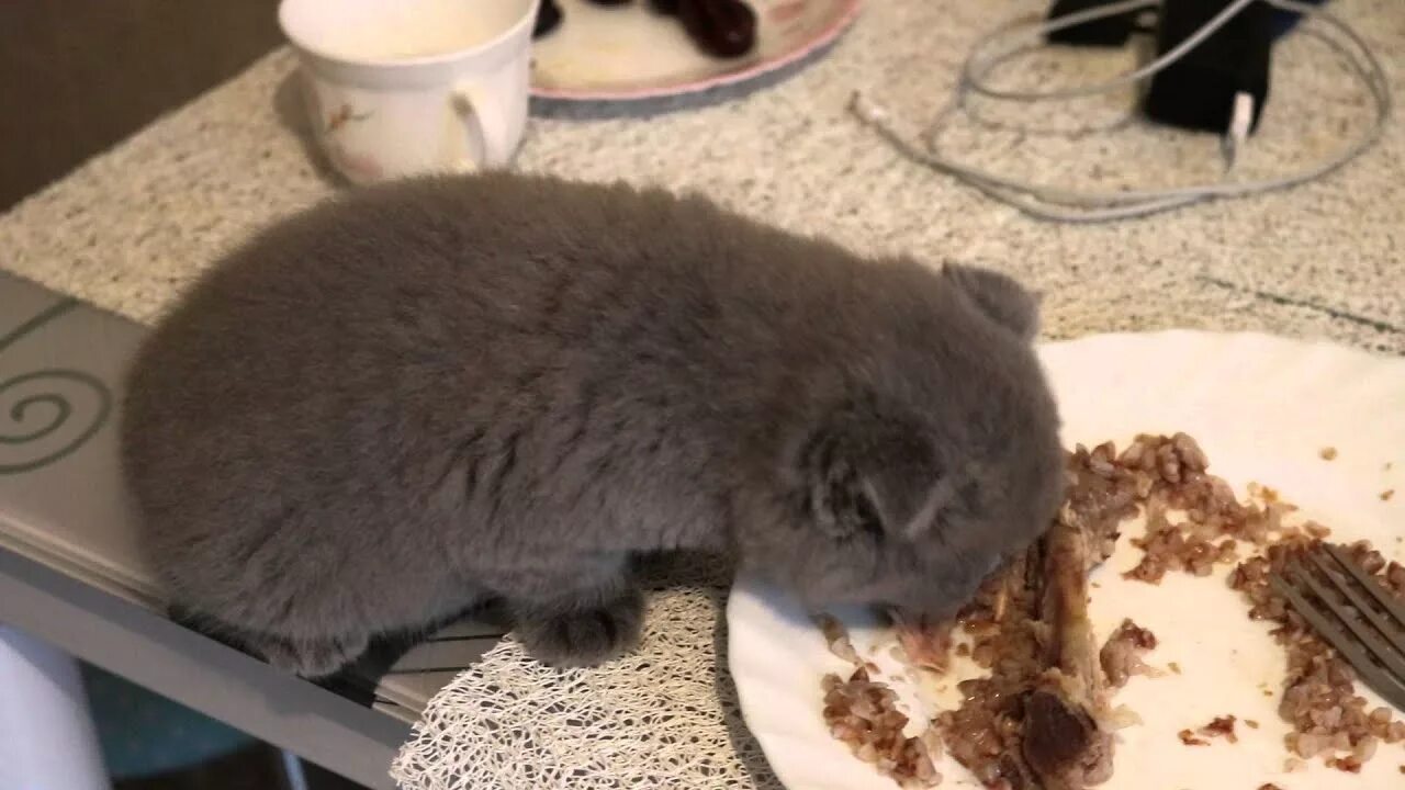 Чем кормят шотландских котят в месяц. Шотландский котенок кушает. Кот шотландский вислоухий кушает. Питание вислоухих котят. Обед кошки Шотландская.