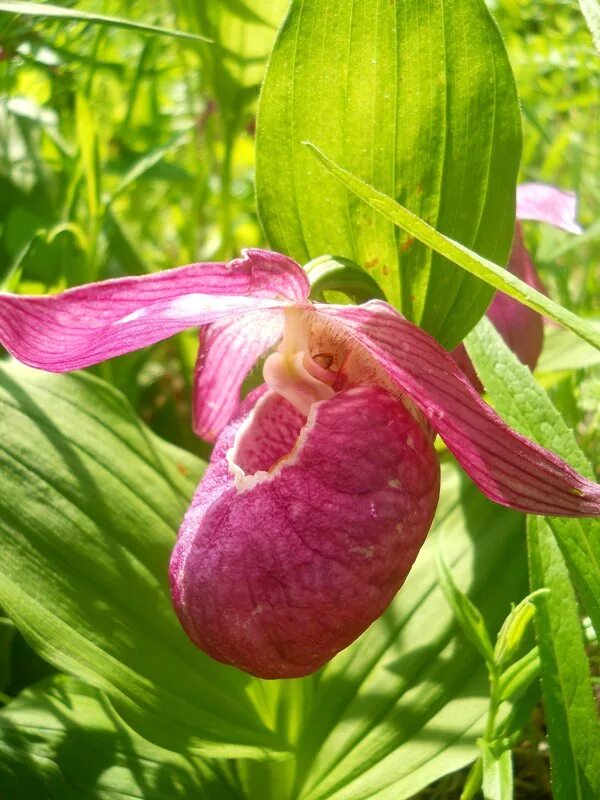 Cypripedium calceolus Rare flowers, Exotic flowers, Orchids