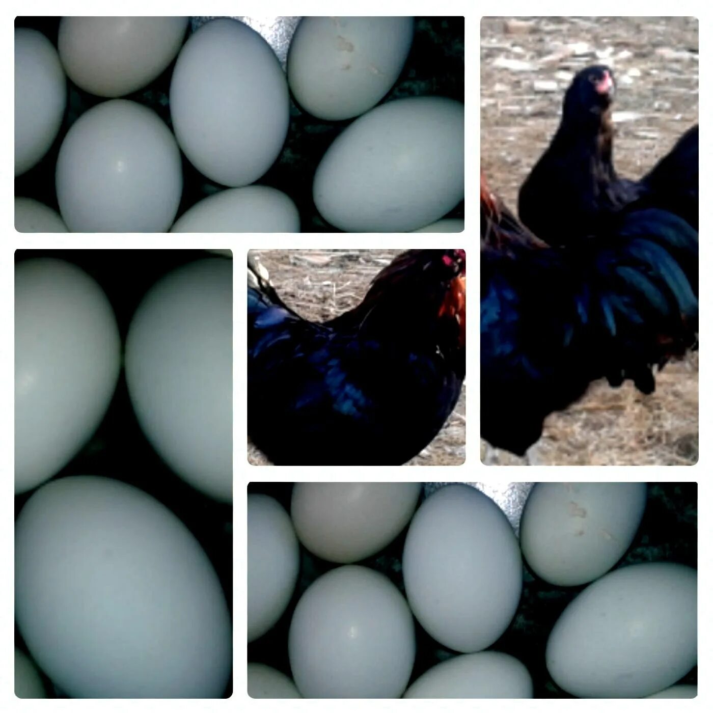 Доминант ГС 300 голубое яйцо. Доминант ГС 459 яйца. Куры Доминант с голубым яйцом. Инкубация Амераукана. Куплю инкубационное яйцо доминанта