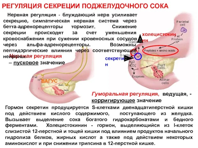 Перерезка блуждающего нерва. Поджелудочный сок, регуляция сокоотделения. Гуморальная регуляция поджелудочного сока. Регуляция секреции сока поджелудочной железы. Регуляция секреции поджелудочного сока.