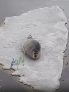 Морской котик на льдине