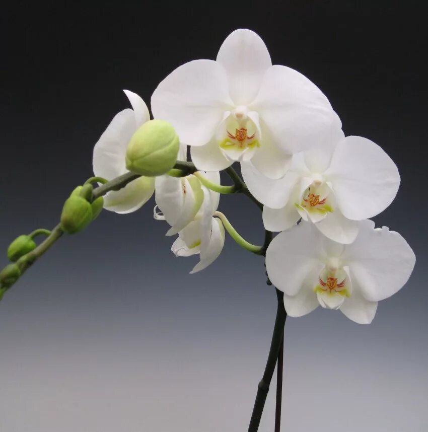 Орхидея фото. Фаленопсис Уайт Дрим. Фаленопсис Монте Карло. Орхидея Phalaenopsis. Фаленопсис Алабастер.