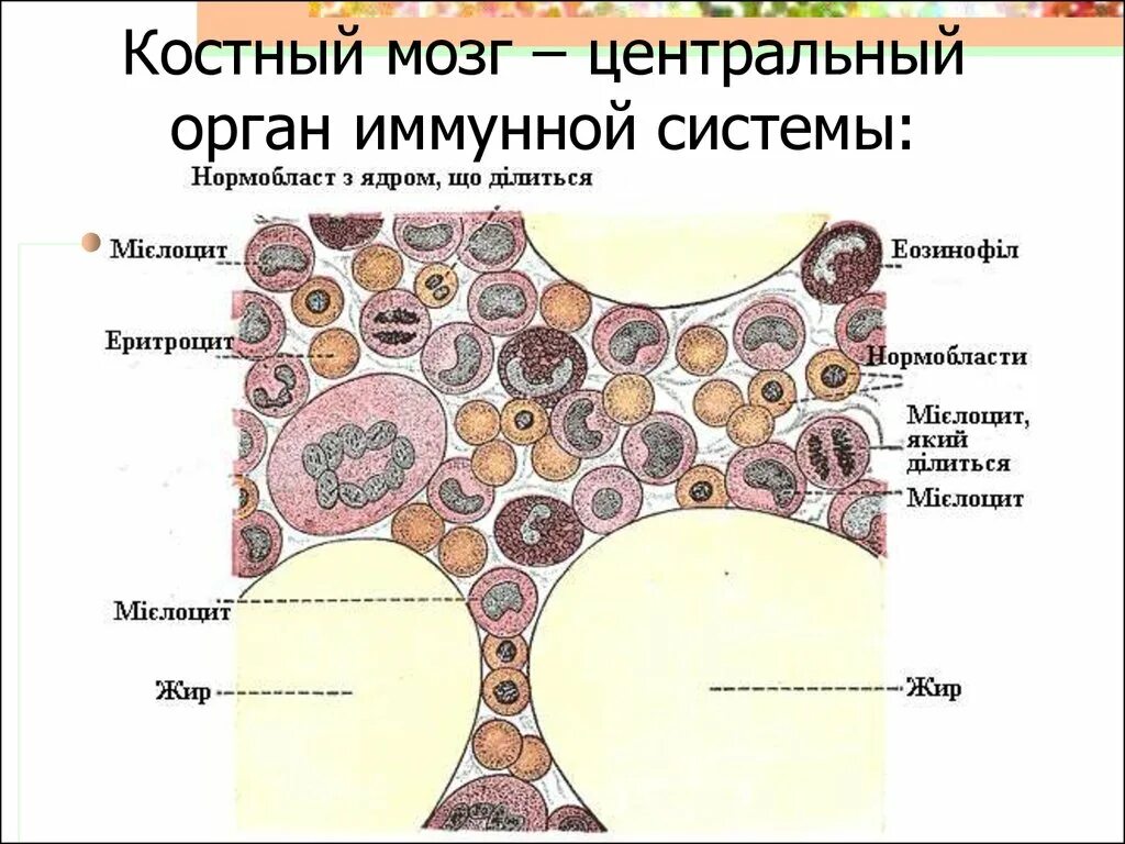 Строение красного костного мозга иммунология. Схема строения красного костного мозга. Иммунная система красного костного мозга схема. Красный костный мозг роль в иммунитете.