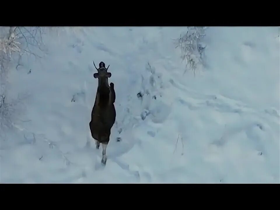 Домашние лоси. Покажи лосей видео. Покажи лосей видео. Покажи лосей видео. Покажи лосей видео.