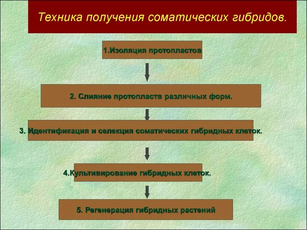 Клеточные гибриды. Получение соматических гибридов. Техника получения протопласта. Метод гибридных соматических клеток. Технология получения соматических гибридов.