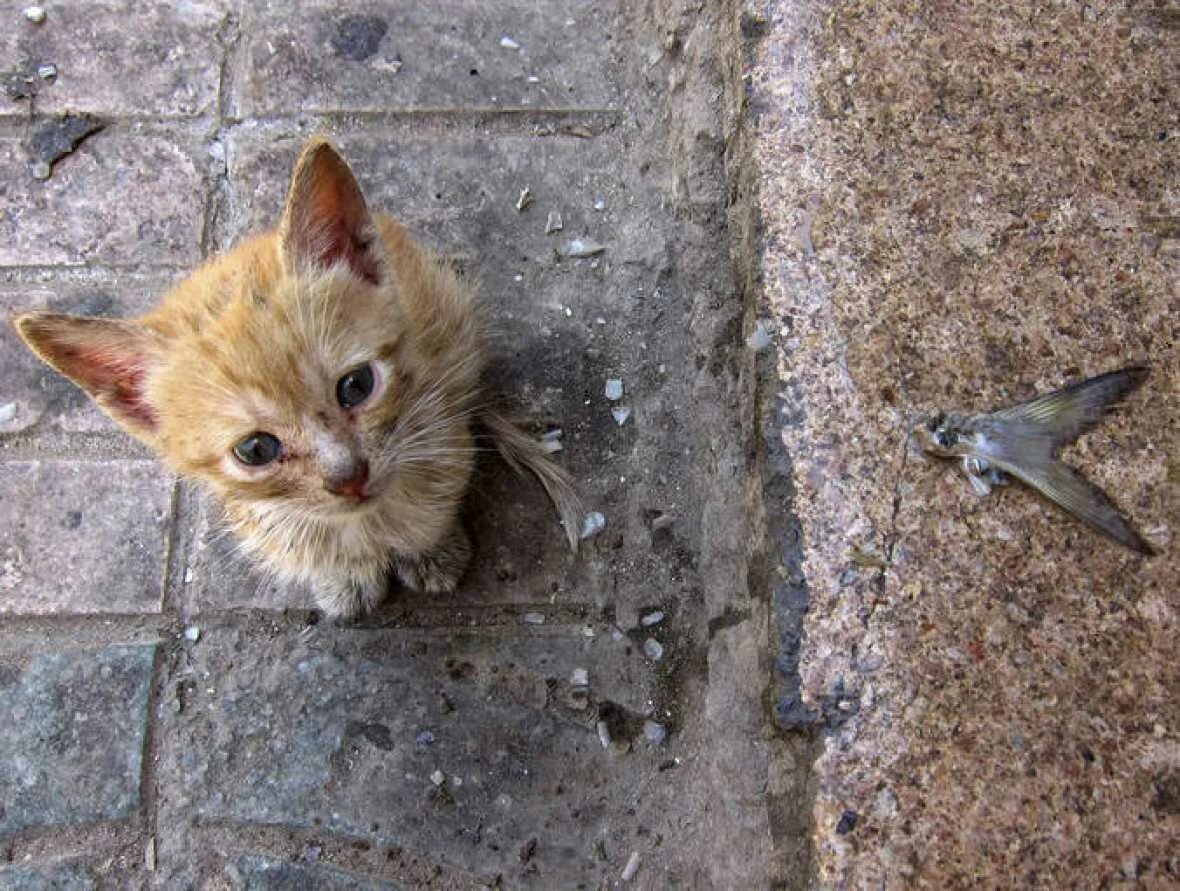 Подобрала кошку улицы. Бездомные котята. Уличные котята. Бездомный кот.