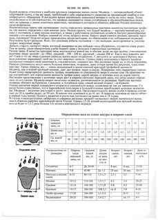 Решите задачу определите вес бурого медведя