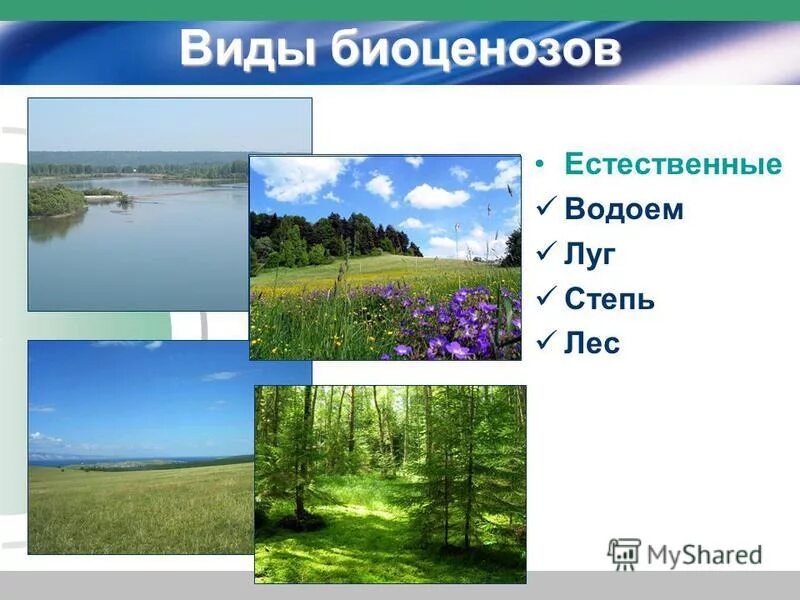 Естественным биоценозом является. Естественным биоценозом является. Экологическое разнообразие биоценоза. Биоценотический уровень организации живой материи. Устойчивость биоценоза.