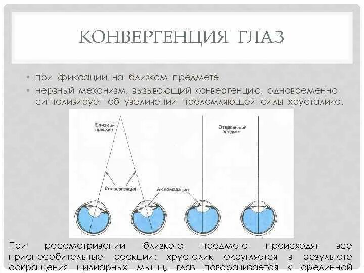 Механизм конвергенции глаза. Конвергенция и дивергенция глаз. Нарушение конвергенции и аккомодации. Конвергенция глазных осей.