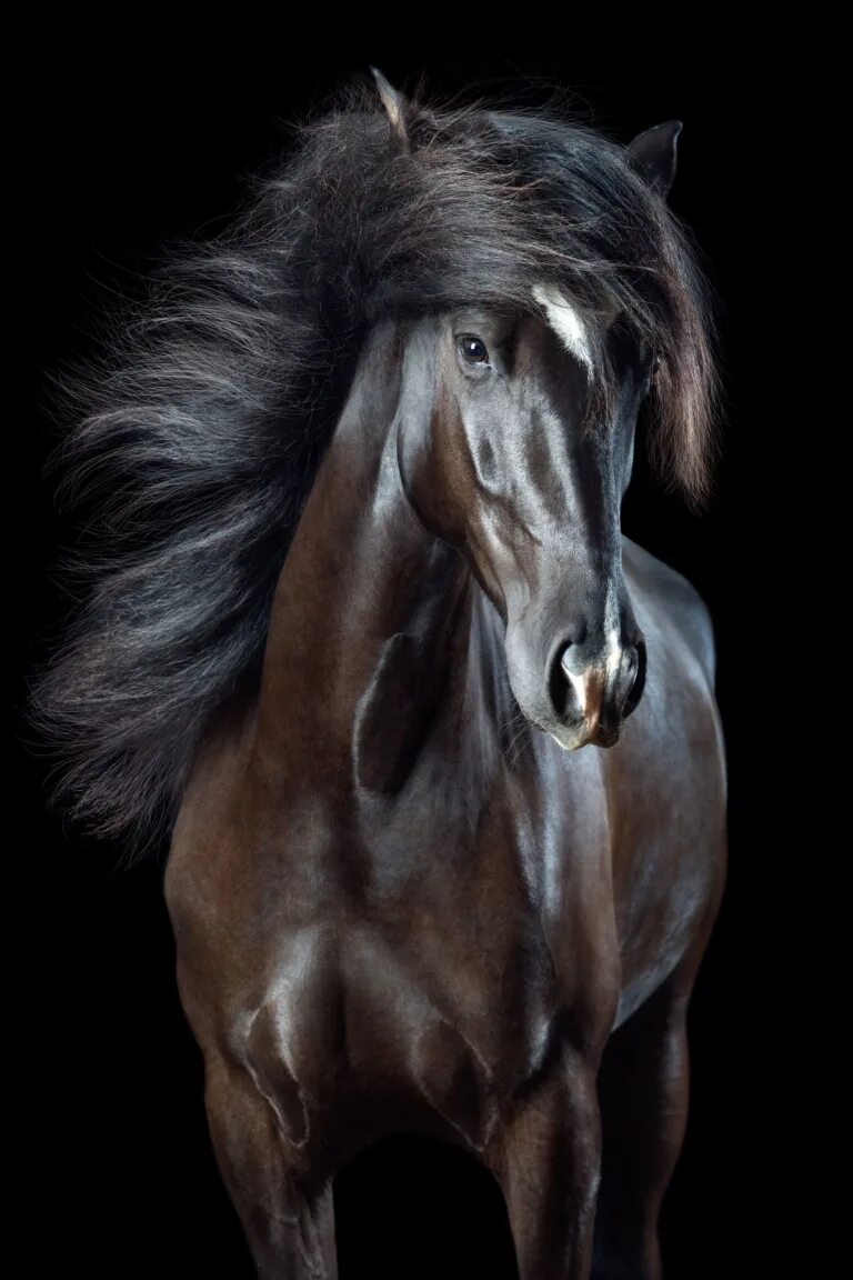 Вибке Хаас.. Фотограф Вибке Хаас лошадь. Красивые лошади. Красивый конь.
