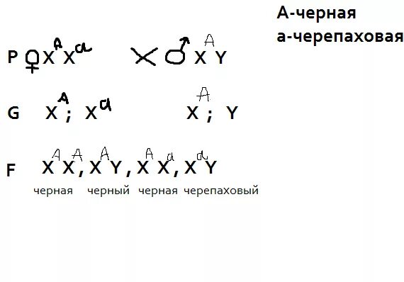 От черепаховой кошки родились один черепаховый. От черной кошки родились один черепаховый. Сцепленное с полом наследование черепаховая кошка.