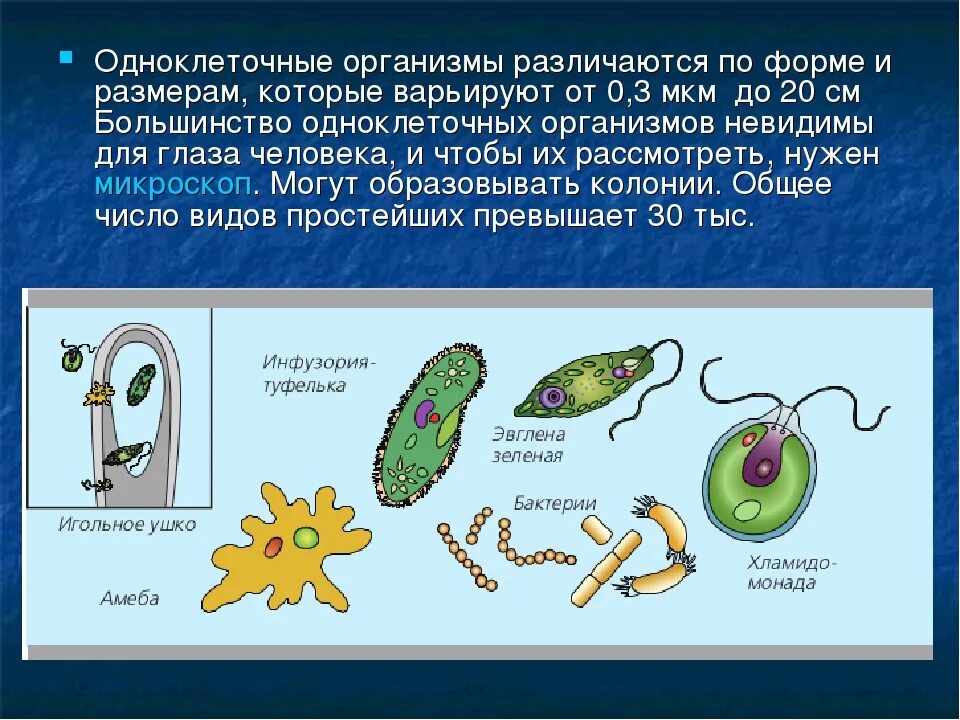 Одноклеточные организмы 5 класс биология. Одноклеточные оргаганизмы. Одоклеточные организм. Клетка одноклеточного организма. Почему простейшие живые