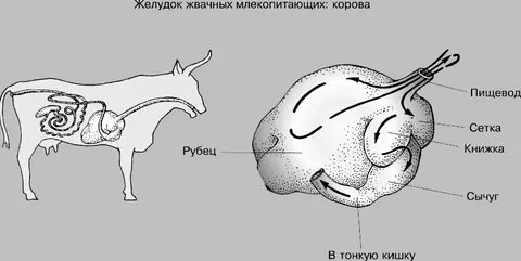 У жвачных животных желудок имеет несколько отделов