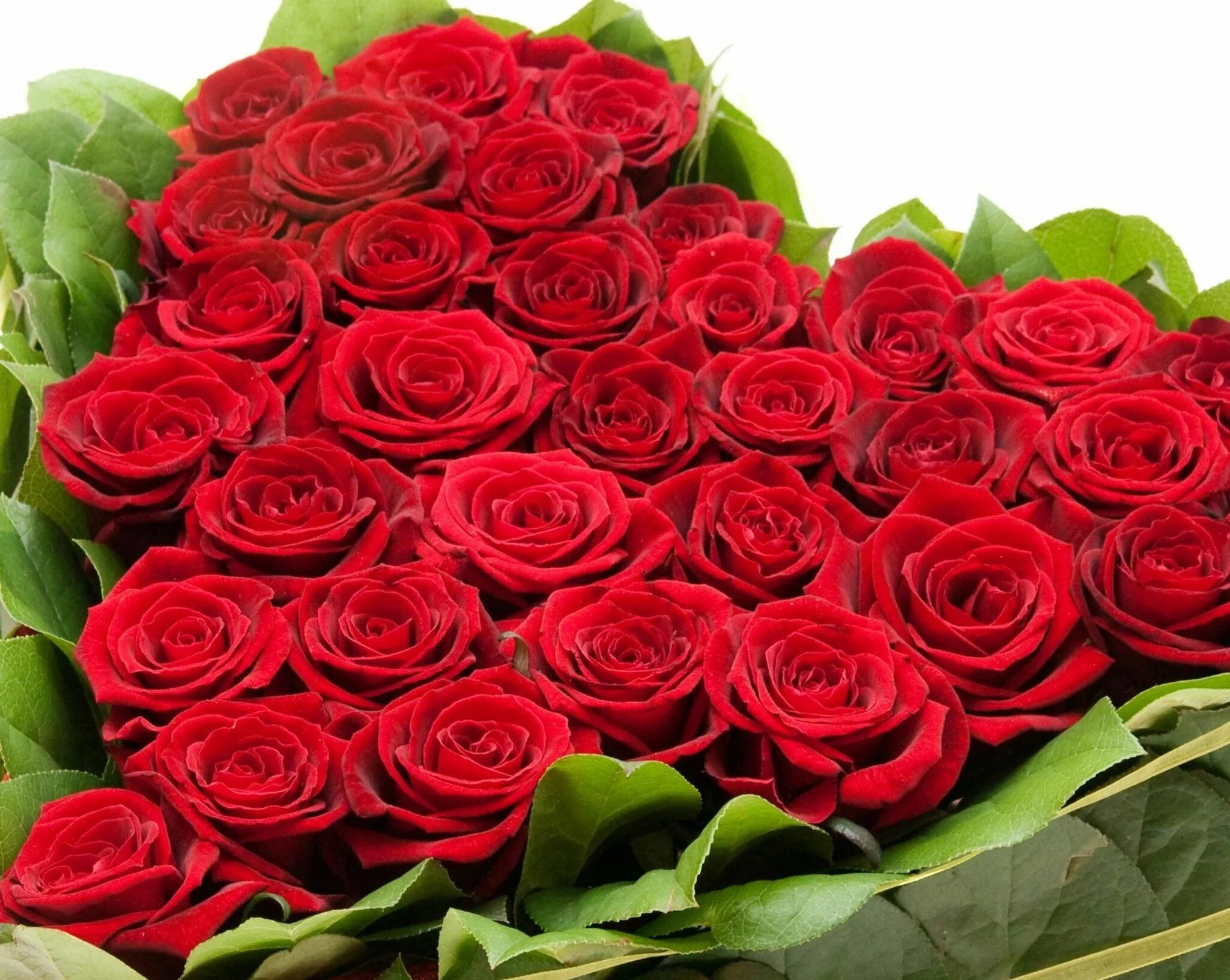 Красивый букет роз. Шикарные цветы. Красивый букет красных роз. Огромный букет.