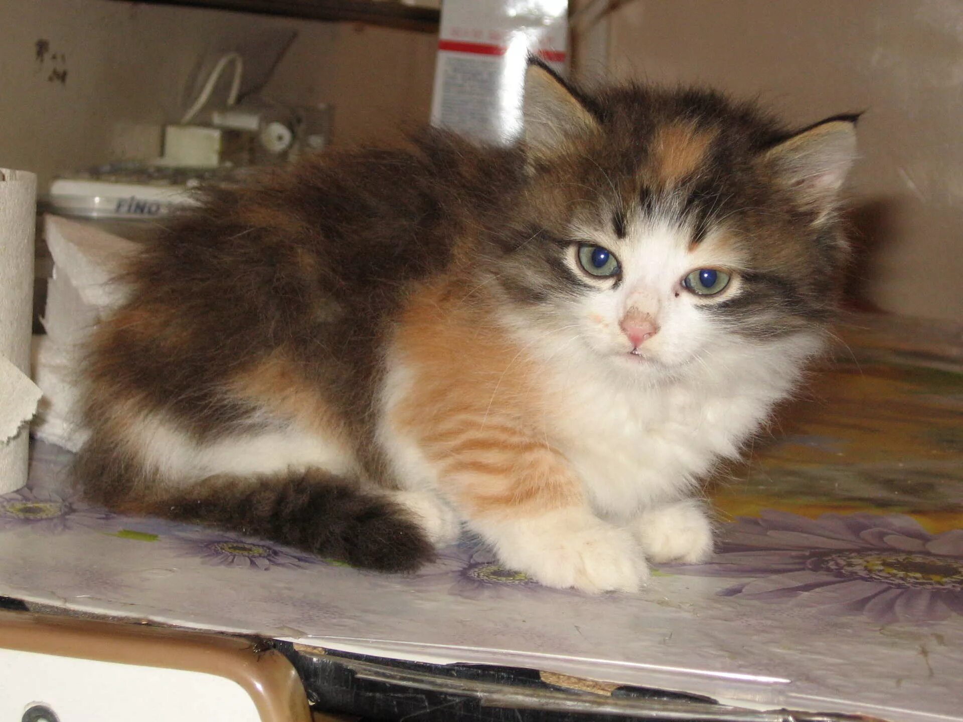 Сибирская трехшерстная кошка. Сибирская кошка трехцветная длинношерстная. Сибирская кошка трехцветная котенок. Сибирская черепаховая кошка.
