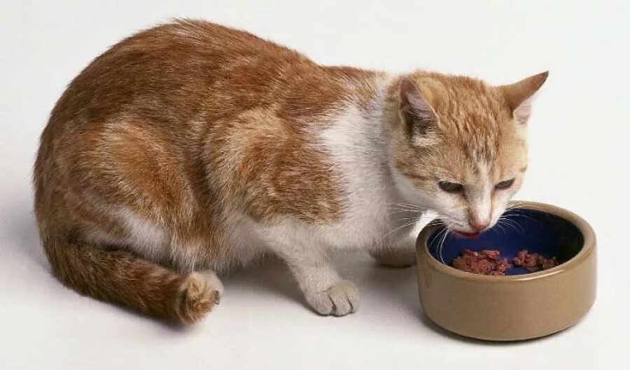 Кошка кушает. Еда для кошек. Кот ест корм. Миска для кошек.