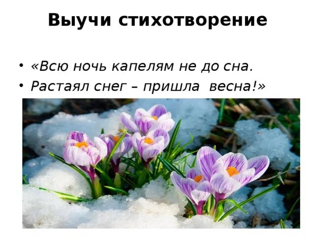 Проявление весны в живой природе. Признаки весны в живой природе. Весной не до сна.