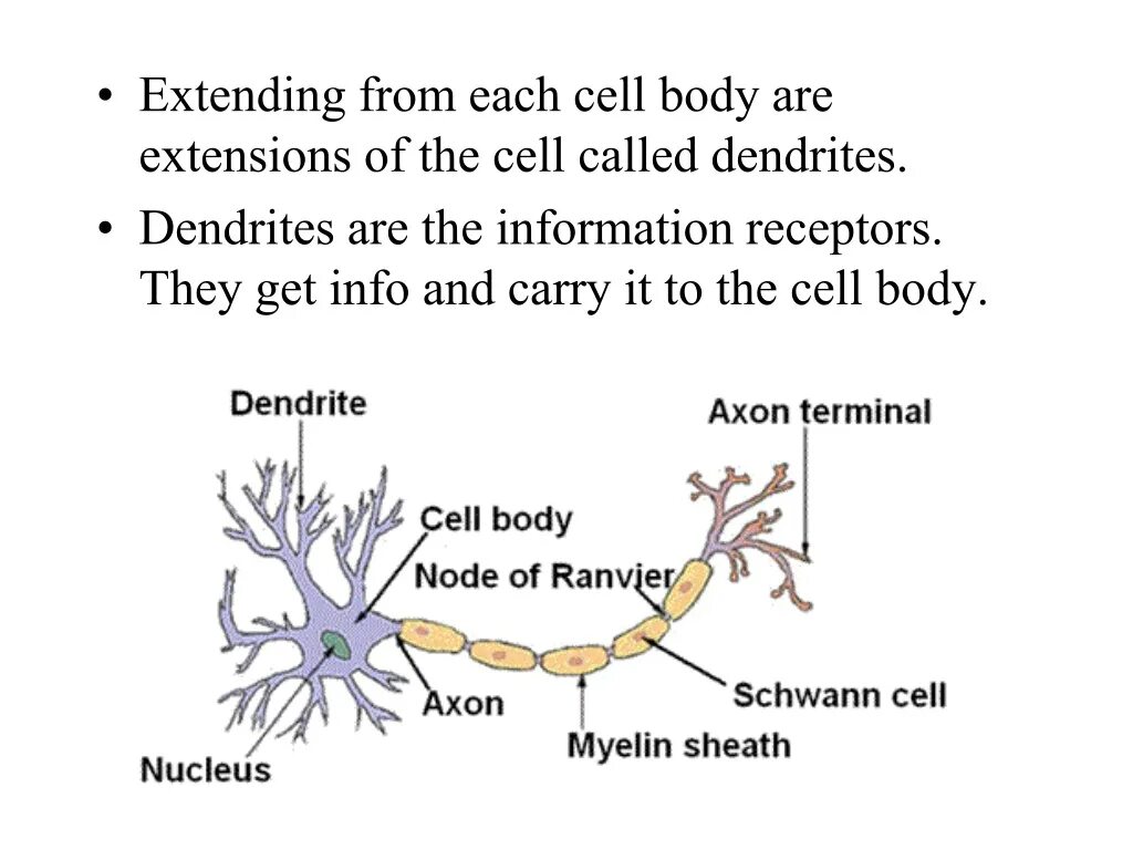 Терминаль аксона. Ml neuron. Node Terminal. Dendrites перевод.