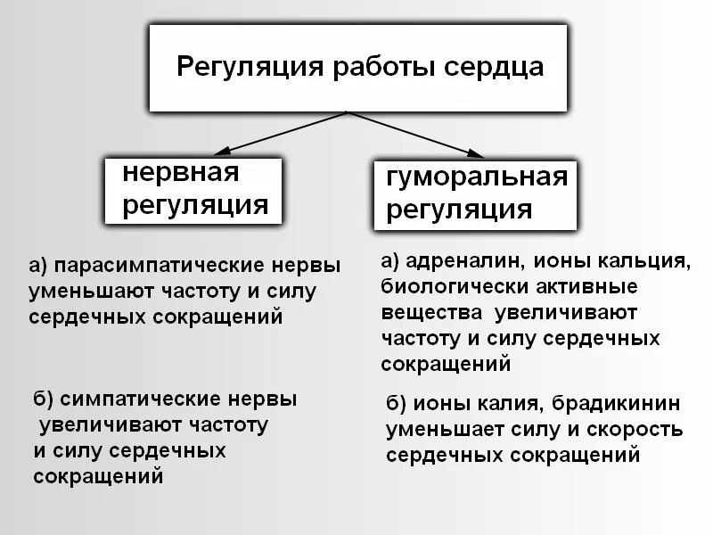 Гуморальная регуляция работы сердца человека