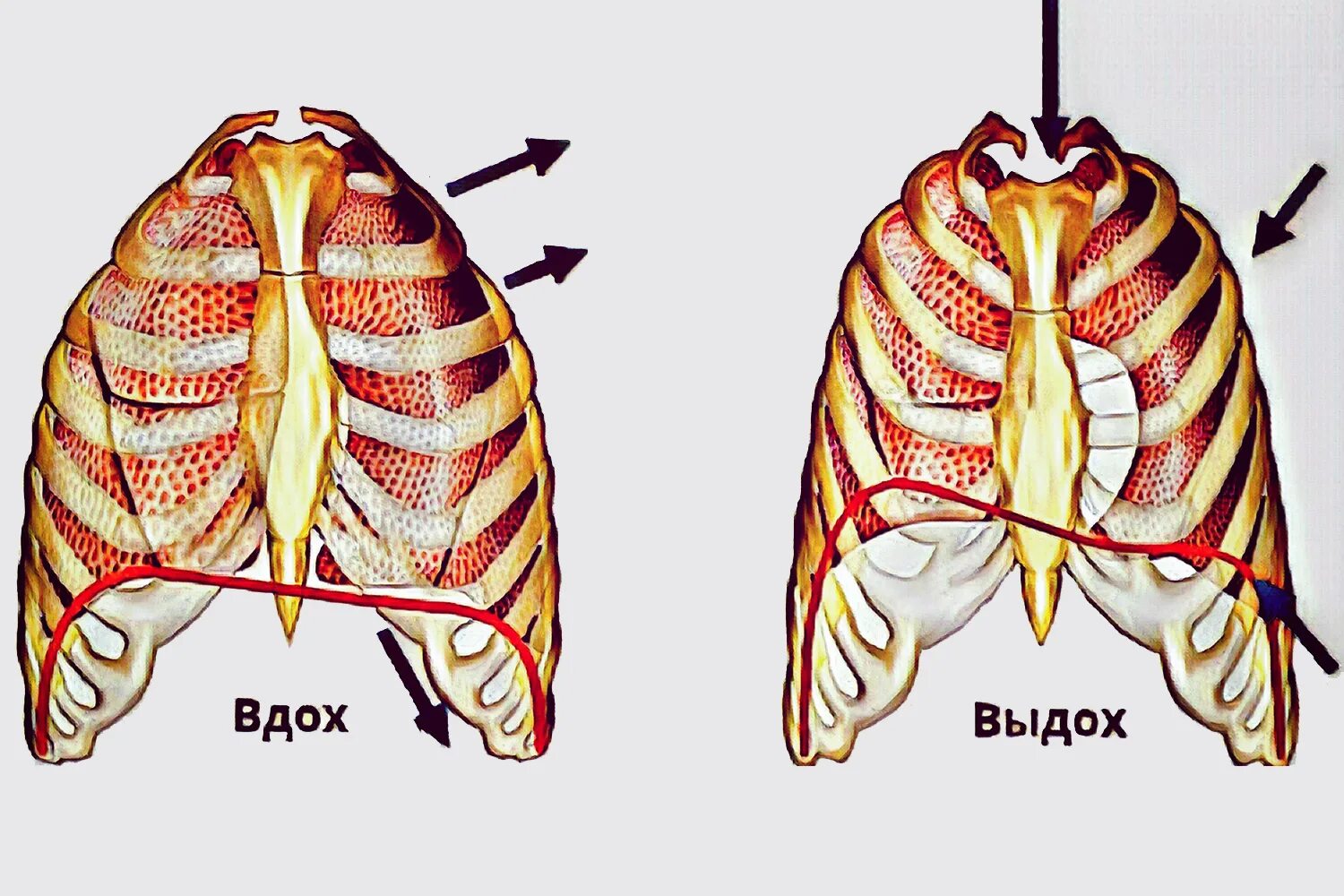 Дыхание ребрами. Дыхательная диафрагма. Диафрагма и легкие. Легкие при вдохе.