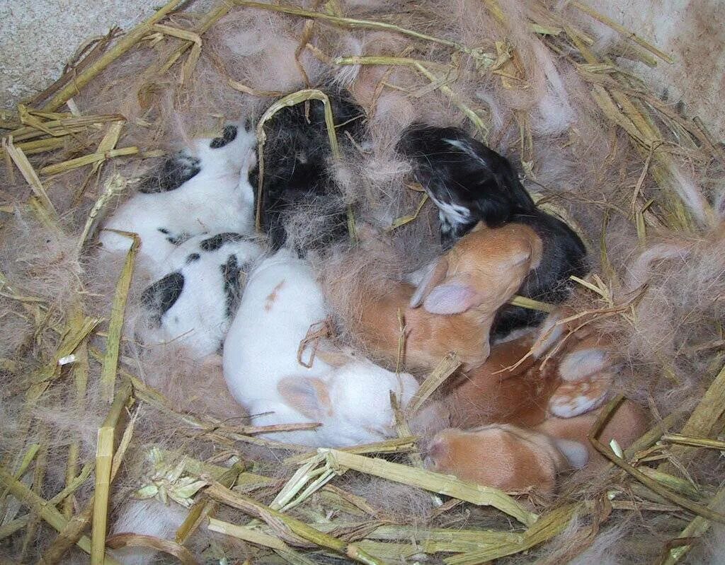 Сколько месяцев крольчихи. Новорождённые крольчата в гнезде. Новорожденные крольчата.