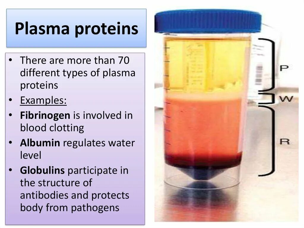 Blood Plasma Proteins. Плазменный протеин а. Plasma? Plasma. Plasma Protein: characteristic. Т4 сыворотка крови