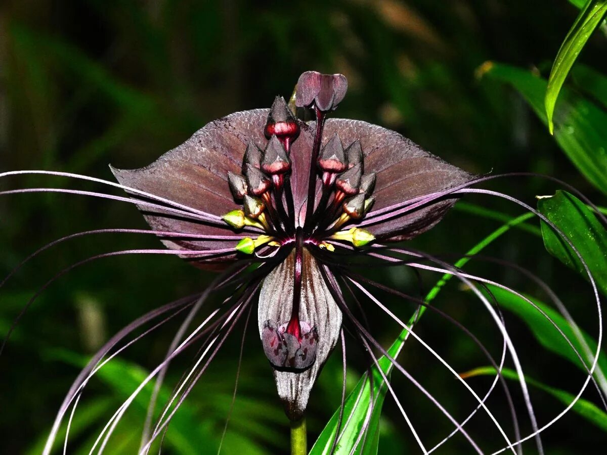 страстоцвет пассифлора. страстоцвет маракуйя. пассифлора редкая. такка шантрье черная лилия. пассифлора инкарнатная.
