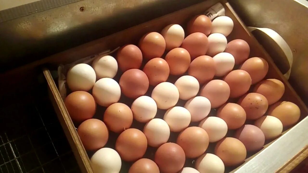 Закладка яиц в инкубатор блиц 72. Закладка яиц индоуток в инкубатор блиц 72. Закладка яиц. Укладка яиц в инкубатор блиц 72. Закладка яиц в инкубатор блиц