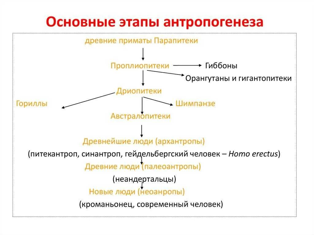 Этапы генеза. Этапы генеза. Основные этапы происхождения человека таблица. Этапы генеза. Основные этапы развития человека таблица биология.