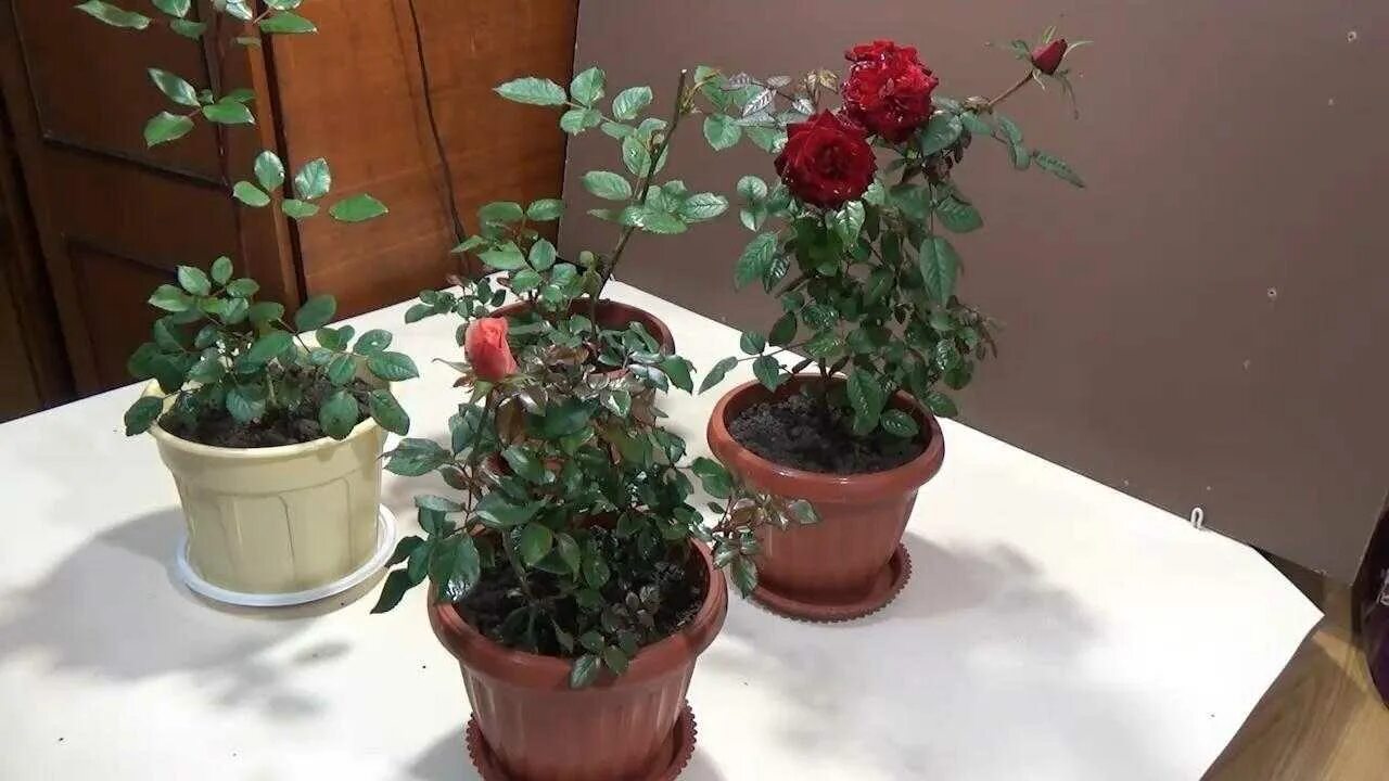Как посадить розу купленную в горшке
