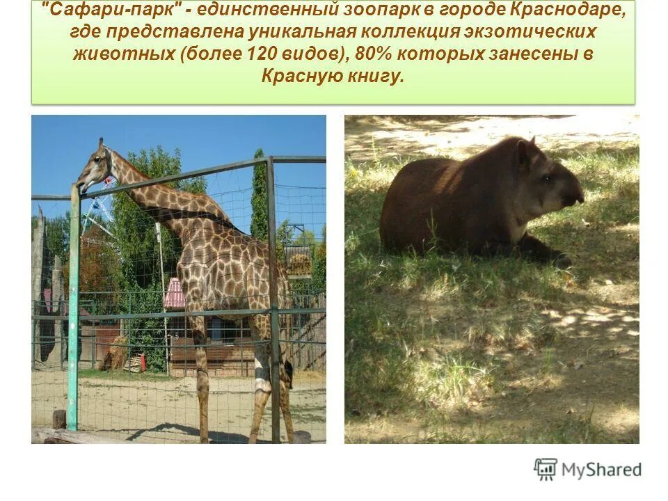 зоопарк презентация для детей. животные зоопарка для презентации. предложение зоопарк. предложение зоопарк. интересные факты про зоопарк.