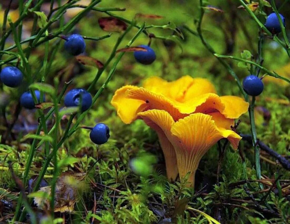 Мир природы грибы. Степная Лисичка гриб. Синие лисички грибы. Осенние цветы в лесу. Лесные цветы.