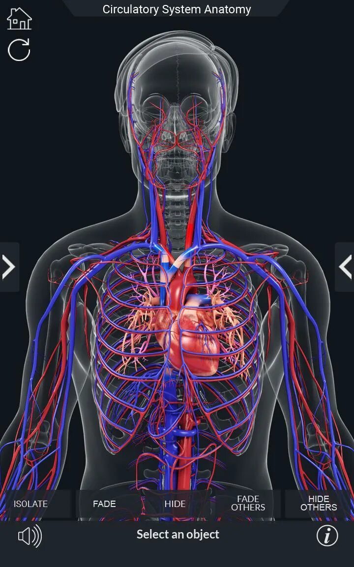Circulatory system