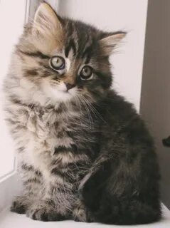 Настоящих котиков