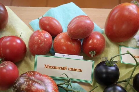 Томат мохнатый шмель