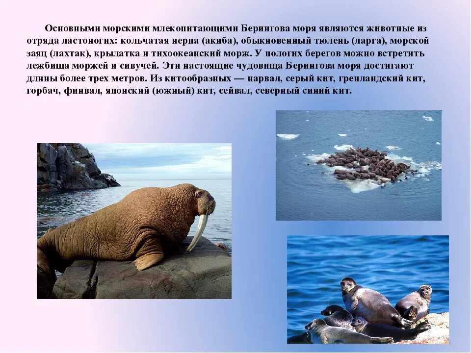 Ларга пестрая нерпа. Животный мир баренцева моря. Фауна берингова моря. Морские котики на командорских островах. Нерпа карское море.