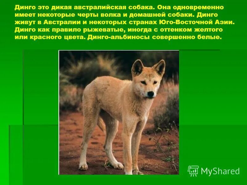 дикая собака динго животное. дикая собака динго в австралии сообщение. сообщение о дикой собаке динго. на каком материке живет динго. дикая собака динго в австралии сообщение.